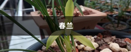 张大爷养“春兰”，就用这“3种”废料，白根冒花苞蹿！