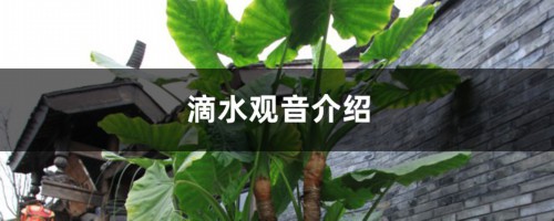 滴水观音介绍，滴水观音的花语