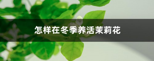 怎样在冬季养活茉莉花