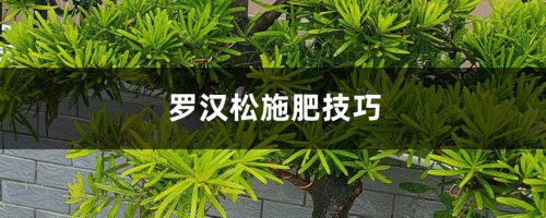 罗汉松施肥技巧