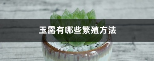 玉露有哪些繁殖方法